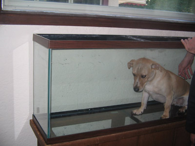 man, fuck you! I ain't no fish!